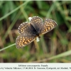 melitaea caucasogenita female1